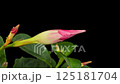 Timelapse opening Mandevilla flower on black 125181704