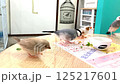 一隻日本灌木鶯、一隻孟加拉雀和一隻金絲雀正在進食 125217601