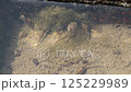 Wriggling tadpoles 125229989