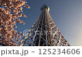 桜越しに見る東京スカイツリー／Cherry blossoms & Tokyo SkyTree 125234606