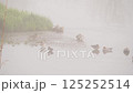 Morning mist: A misty river_03 125252514