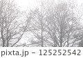 Spring morning: A misty forest 125252542