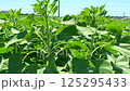 Leaves of young sunflower plants move in wind. Slow motion video: wind moves young sunflower plants, small eco-village in distance. Concept great place for eco-village where people live among plants 125295433