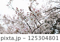 春天 125304801