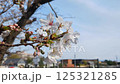 Cherry blossoms at Maruike Pond in Shimizu Town 125321285
