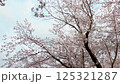 Cherry blossoms at Kadoike Park in Numazu City (walking) 125321287