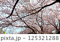 Cherry blossoms at Kadoike Park in Numazu City (while walking) 125321288
