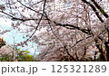 Cherry blossoms at Kadoike Park in Numazu City (looking up) 125321289