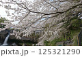 Ayutsubo Falls and cherry blossoms 125321290