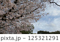Cherry blossoms at Ayutsubo Falls (while spinning) 125321291