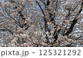 Cherry blossoms at Ayutsubo Falls (slowly moving) 125321292