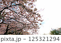 Cherry blossoms at Tokinosumo in Gotemba 125321294