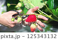 ビニールハウスで収穫作業をするいちご農家の男性の手元 125343132
