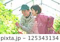 ビニールハウスで収穫作業をするいちご農家の夫婦 125343134