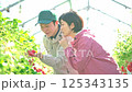 ビニールハウスで収穫作業をするいちご農家の夫婦 125343135