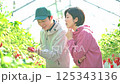 ビニールハウスで収穫作業をするいちご農家の夫婦 125343136