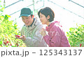 ビニールハウスで収穫作業をするいちご農家の夫婦 125343137