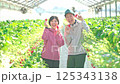 ビニールハウスで作業をするいちご農家の夫婦 125343138
