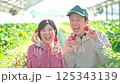 ビニールハウスで作業をするいちご農家の夫婦 125343139