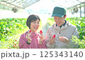 ビニールハウスで収穫したいちごを食べる農家の夫婦 125343140