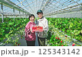 ビニールハウスで収穫したいちごを持つ農家の夫婦 125343142