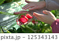 ビニールハウスで作業をするいちご農家の夫婦の手元 125343143