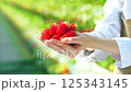 ビニールハウスにいる女性の手のひらに乗る新鮮ないちご 125343145
