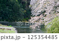 Cherry blossoms swaying in the wind and falling petals 125354485