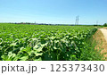 Green field of sunflowers on hot summer day. Moving video: huge green field of sunflowers stretches into distance, houses of eco-village are visible. Concept of agricultural landscape with sunflowers 125373430
