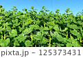Young sunflowers under blue sky, environmental protection. Medium frame: environmental protection produces results - large leaves, strong plants. Concept: environmental protection very important task 125373431