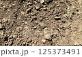 Spring cultivated land. Close-up: farmer maked deepening in cultivated land to test soil moisture before sowing. Concept of cultivated land for sowing grain, oilseeds, industrial and fodder crops 125373491