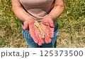 Ears of wheat in open palms represent farming. Slow motion video: farming- pair of ripe wheat ears in weary hands of farmer. Concept: farming is hard work with love for nature from dawn to dusk 125373500