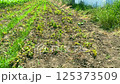 Organic potato field grown without pesticides. Medium shot: weeds between rows, withered potato bushes - harvest is coming soon. Environmental protection concept - growing potatoes without pesticides 125373509
