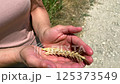 Wheat spikelets lie in caring hands of farmer.Slow motion video: yellow ripe spikelets in palms of farmer. Concept: spikelets organic wheat is real miracle, many different products made from it 125373549