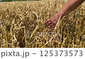 Hand strokes out wheat ears in field. Close-up: hand runs over wheat ears grown by farmer on farmland using natural fertilizers. Concept of using natural fertilizers on farmland for growing wheat 125373573