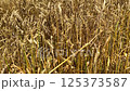 Wheat ears sway in wind. Slow motion video: ripe ears of wheat swaying in wind. They grown on farmland with natural fertilizers. Concept of growing wheat on farmland using natural fertilizers 125373587