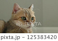 Charming and Adorable Cat Portrait Captured in Soft and Beautiful Lighting Conditions 125383420
