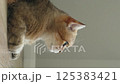A delightful and charming portrait of an adorable cat featuring its strikingly green eyes and a soft 125383421