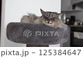 Sleeping cat on a cat tree bed  125384647