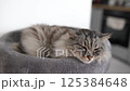 Sleeping cat on a cat tree bed  125384648