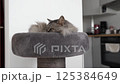 Sleeping cat on a cat tree bed  125384649