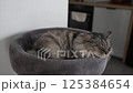 Sleeping cat on a cat tree bed  125384654