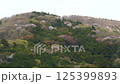Takamine Mountain Cherry Blossoms_06 125399893