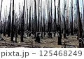 forest scorched by fire, blackened and destroyed.AI Generated 125468249