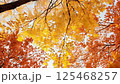 Golden leaves blowing in the springtime breeze.AI Generated 125468257