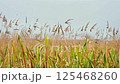 Grassy forest swaying gently in the passing wind.AI Generated 125468260