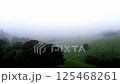 Aerial view of dense fog over lush forest.AI Generated 125468261