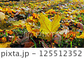 Fallen maple leaf lies on ground surrounded by other fallen leaves. 125512352