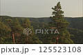 Majestic pine trees dominating mountain forest landscape 125523108