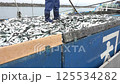 イワシの水揚げ 125534282